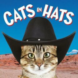 Cats in Hats