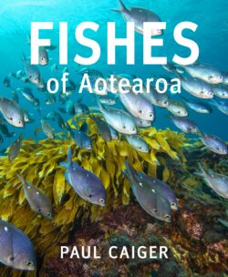 Fishes of Aotearoa New Zealand